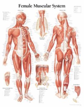 Muscular System Female chart: Laminated Wall Chart