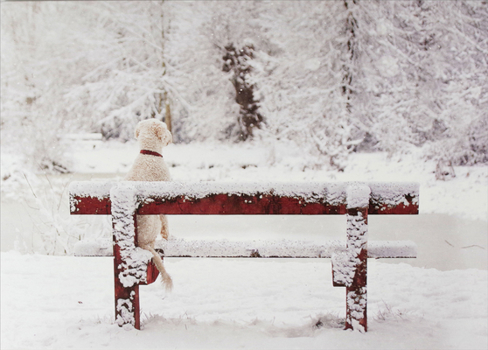 Hardcover Dog on Snowy Bench Deluxe Boxed Holiday Cards Book