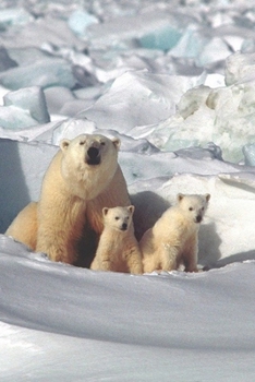 Mother and Baby Polar Bears Journal: 150 Page Lined Notebook/Diary
