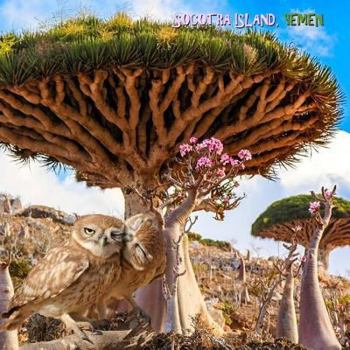 Paperback Socotra Island, Yemen Book