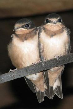 Paperback Barn Swallow (Hirundo Rustica) Bird Journal: 150 page lined notebook/diary Book