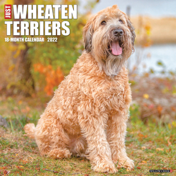 Calendar Just Wheaton Terriers 2022 Wall Calendar (Dog Breed) Book