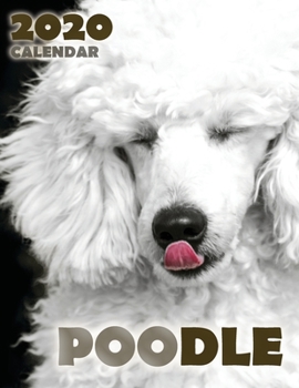 Paperback Poodle 2020 Calendar Book