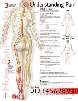 Wall Chart Understanding Pain Anatomical Chart Book