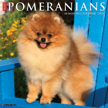 Calendar Just Pomeranians 2024 12 X 12 Wall Calendar Book