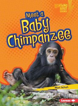 Meet a Baby Chimpanzee - Book  of the Baby African Animals