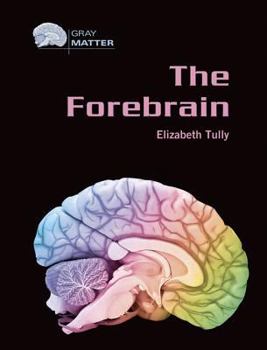 The Forebrain (Gray Matter)