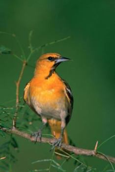 Paperback Bullock's Oriole (Icterus Bullockii) Bird Journal: 150 page lined notebook/diary Book