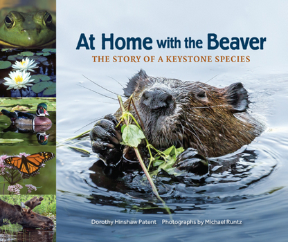 Hardcover At Home with the Beaver: The Story of a Keystone Species Book