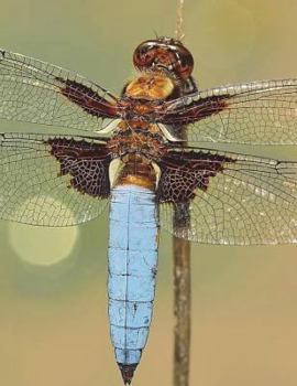 Paperback Dragonfly Notebook large Size 8.5 x 11 Ruled 150 Pages Book