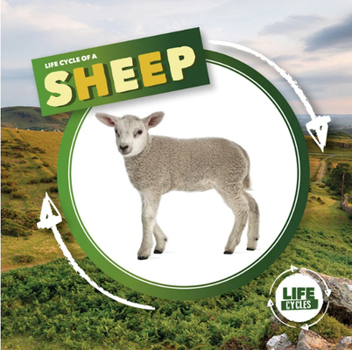 Hardcover Life Cycle of a Sheep (Life Cycles) Book