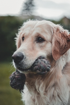 Golden Retriever Dog Pup Puppy Doggie Notebook Bullet Journal Diary Composition Book Notepad - Toy in Mouth: Cute Animal Pet Owner Composition Book ... Quad Ruled Graph Paper Pages in 6” x 9” Inch