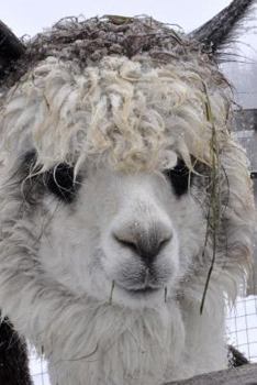 Paperback Such a Sweet Face! Adorable Alpaca Journal: 150 Page Lined Notebook/Diary Book