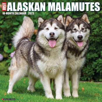 Calendar Just Alaskan Malamutes 2023 Wall Calendar Book