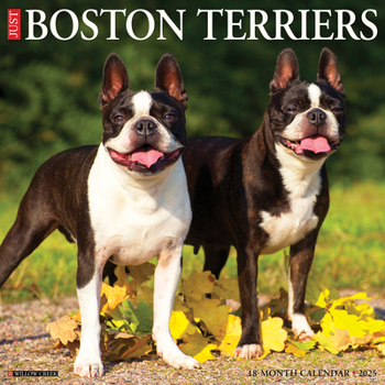 Calendar Just Boston Terriers 2025 12 X 12 Wall Calendar Book