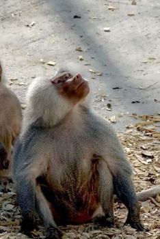 Paperback Primates Notebook Book