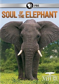 DVD Nature: Soul of the Elephant Book