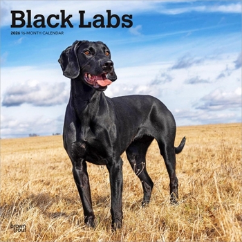 Black Labrador Retrievers 2026 12 X 24 Inch (Hanging) Monthly Square Wall Calendar Plastic-Free