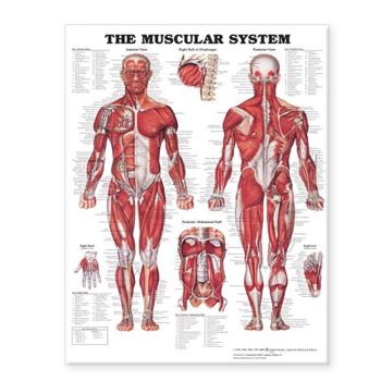 Wall Chart The Muscular System Giant Chart Book