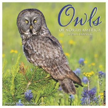 Calendar Owls 2019 Wall Calendar Book