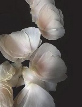 Paperback Ranunculus Notebook large Size 8.5 x 11 Ruled 150 Pages Book