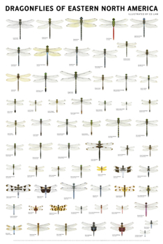 Misc. Dragonflies of Eastern North America Book