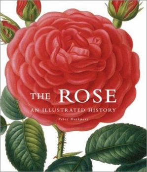 Hardcover The Rose: An Illustrated History Book