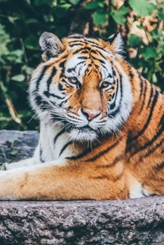 Notizbuch: Tiger Safari Tier Zoo Löwe 120 Seiten gepunktet DIN A5 für Notizen, Zeichnungen, Formeln | Organizer Schreibheft Planer Tagebuch (German Edition)