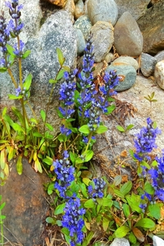 2020 Weekly Planner Purple Flowers Against Rocks 134 Pages: 2020 Planners Calendars Organizers Datebooks Appointment Books Agendas