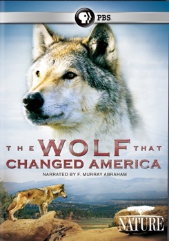 Nature: The Wolf That Changed America