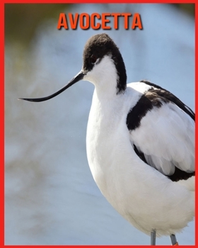 Avocetta: Immagini incredibili e fatti divertenti sui Avocetta