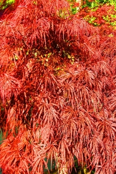 2020 Weekly Planner Beautiful Japanese Maple Tree 134 Pages: 2020 Planners Calendars Organizers Datebooks Appointment Books Agendas