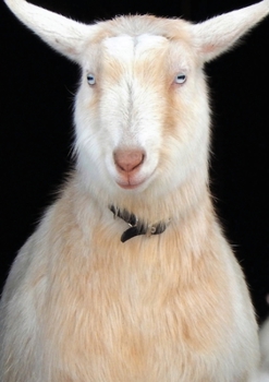 The Stone Soup Junior Notebook