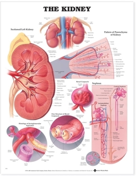 Wall Chart The Kidney Anatomical Chart Book