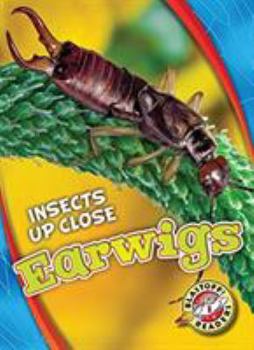 Earwigs - Book  of the Insects Up Close