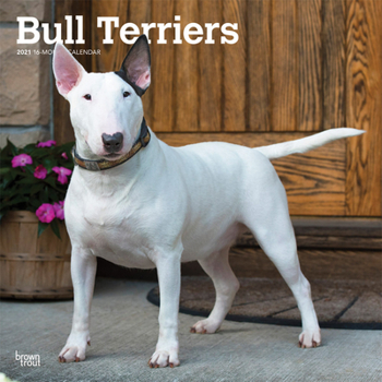 Calendar Bull Terriers 2021 Square Book