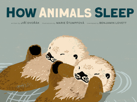 Hardcover How Animals Sleep Book