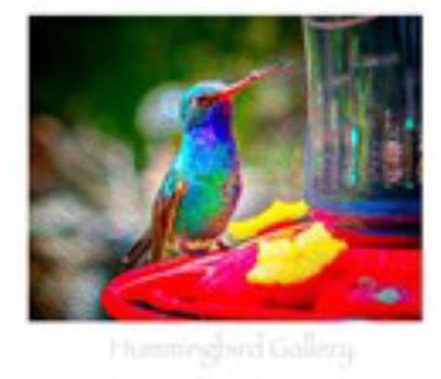Hardcover Hummingbird Gallery Book