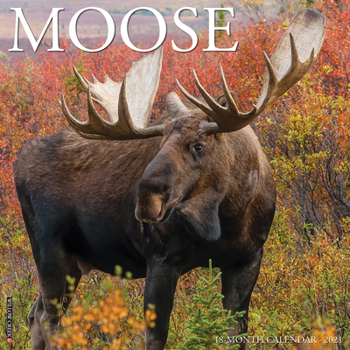 Calendar Moose 2021 Wall Calendar Book