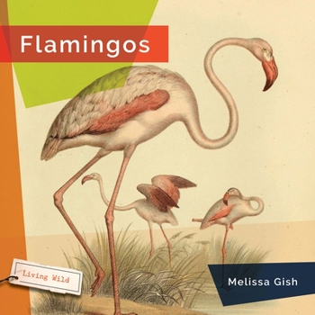 Hardcover Flamingos Book