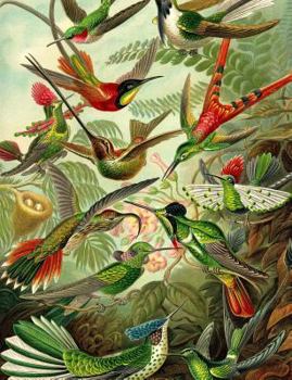 Paperback Haeckel's Hummingbirds Composition Notebook: College Ruled Book