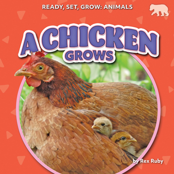 A Chicken Grows