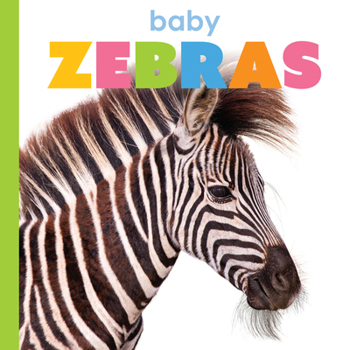 Board book Baby Zebras Book