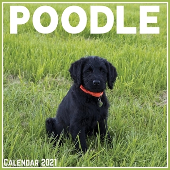 Paperback Poodle Calendar 2021: Official Poodle Calendar 2021, 12 Months Book