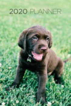 2020 Planner: Increase productivity, improve time management, reach your goals: Chocolate Labrador Retriever pup: Modern artistic photography style