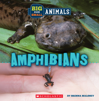 Paperback Amphibians (Wild World: Big and Small Animals) Book