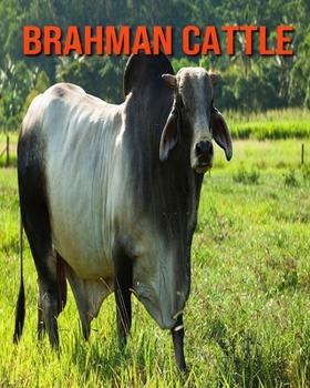 Paperback Brahman Cattle: Learn About Brahman Cattle and Enjoy Colorful Pictures Book