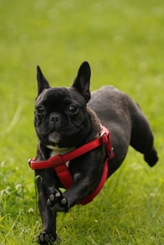 French Bulldogs Dog Pup Puppy Doggie Notebook Bullet Journal Diary Composition Book Notepad - Running On Grass: Cute Animal Pet Owner Composition Book ... Quad Ruled Graph Paper Pages in 6” x 9” Inch