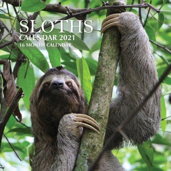 Paperback Sloths Calendar 2021: 16 Month Calendar Book