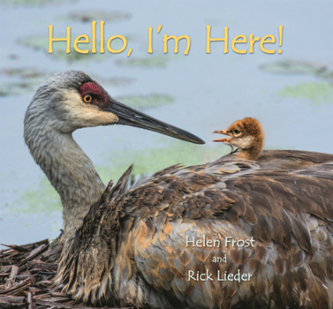 Hello I'm Here!